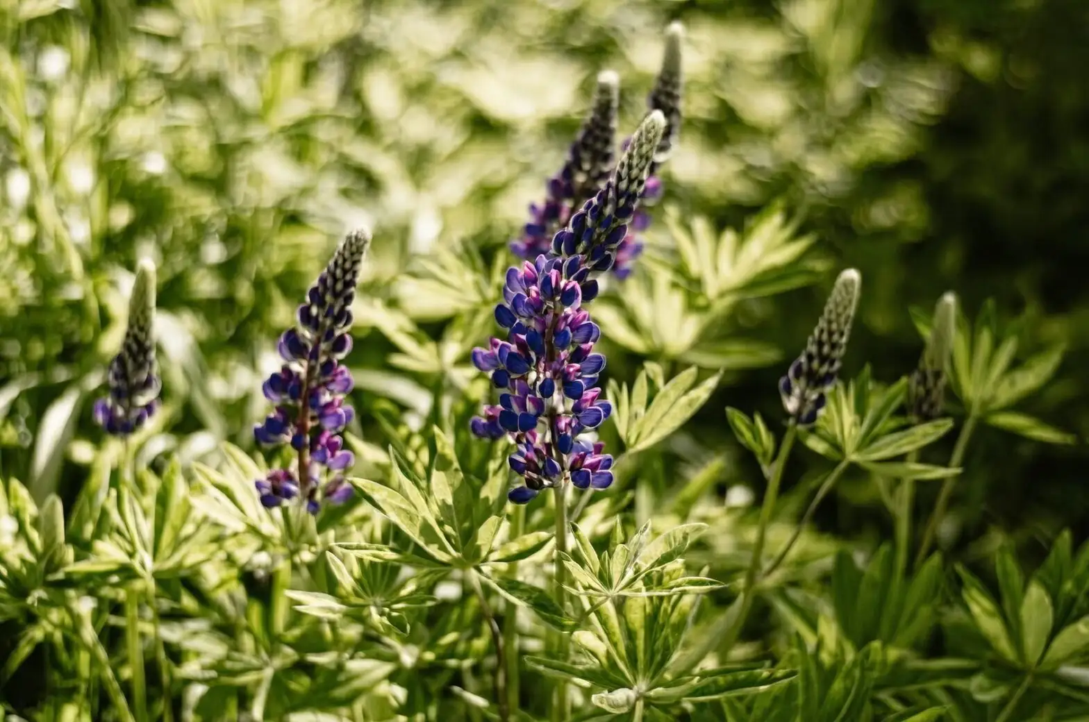 lupine support ring staking close-up