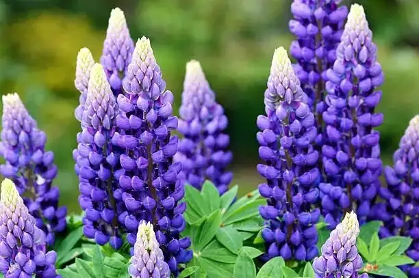 lupine blue white doorway symmetry