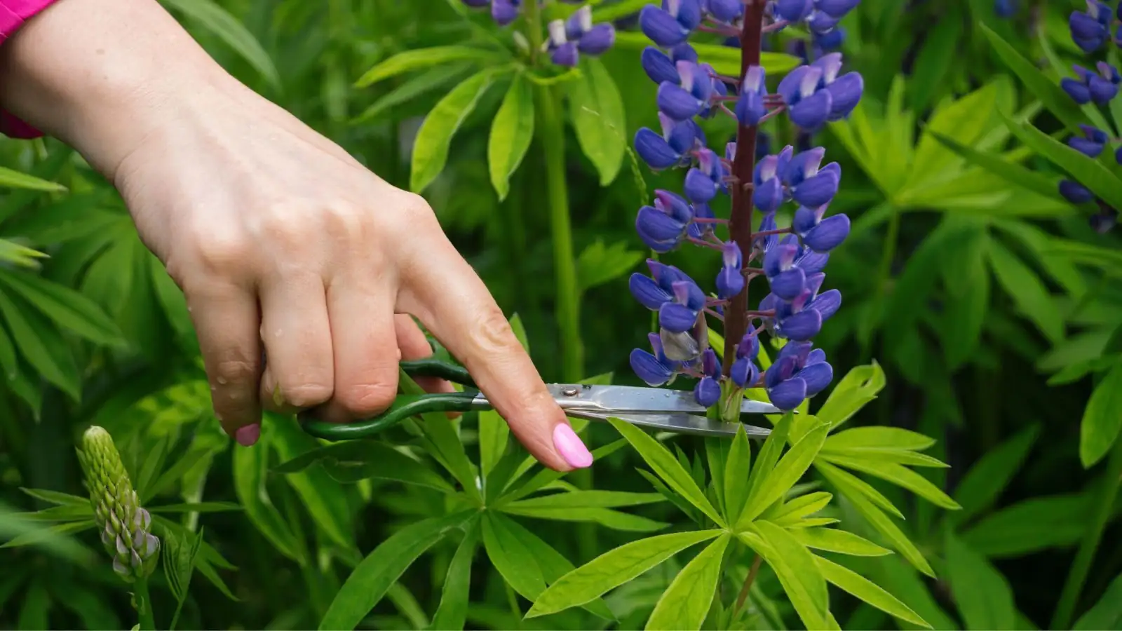 lupine cutting stem with shears