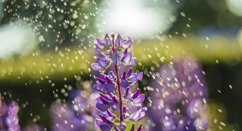 lupine trimming leaves in water