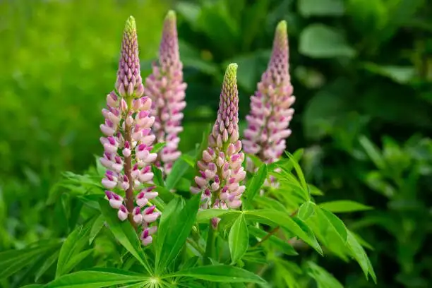 lupine flower spikes in shipping box