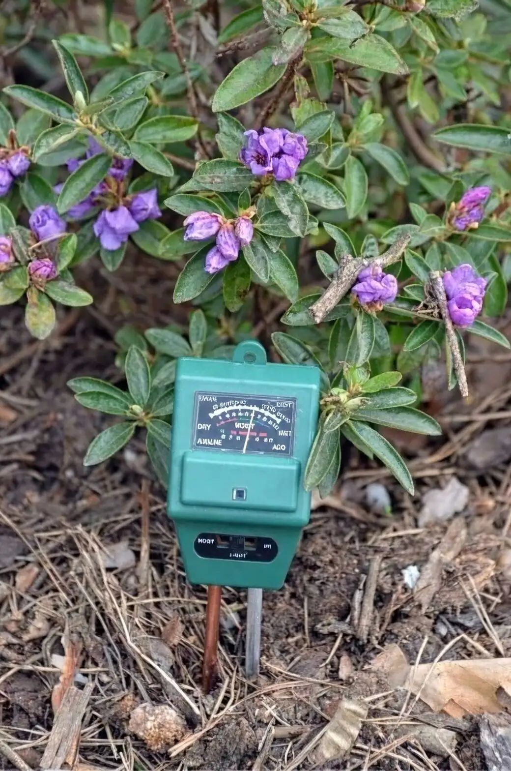 lupine soil pH meter test