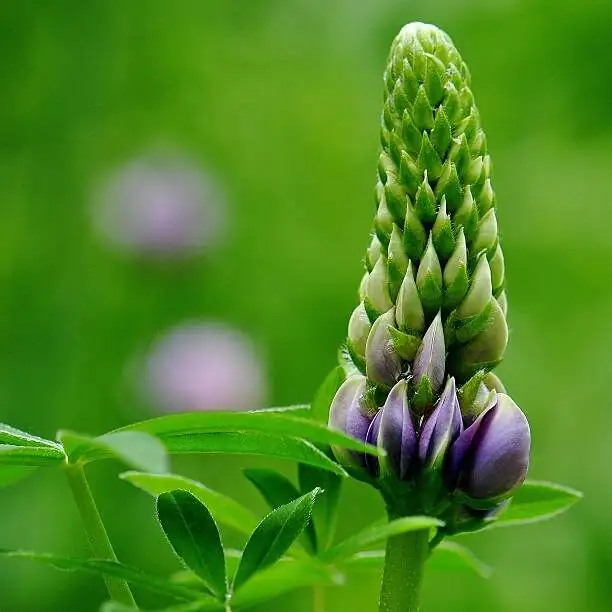 lupine fertilizing flower buds