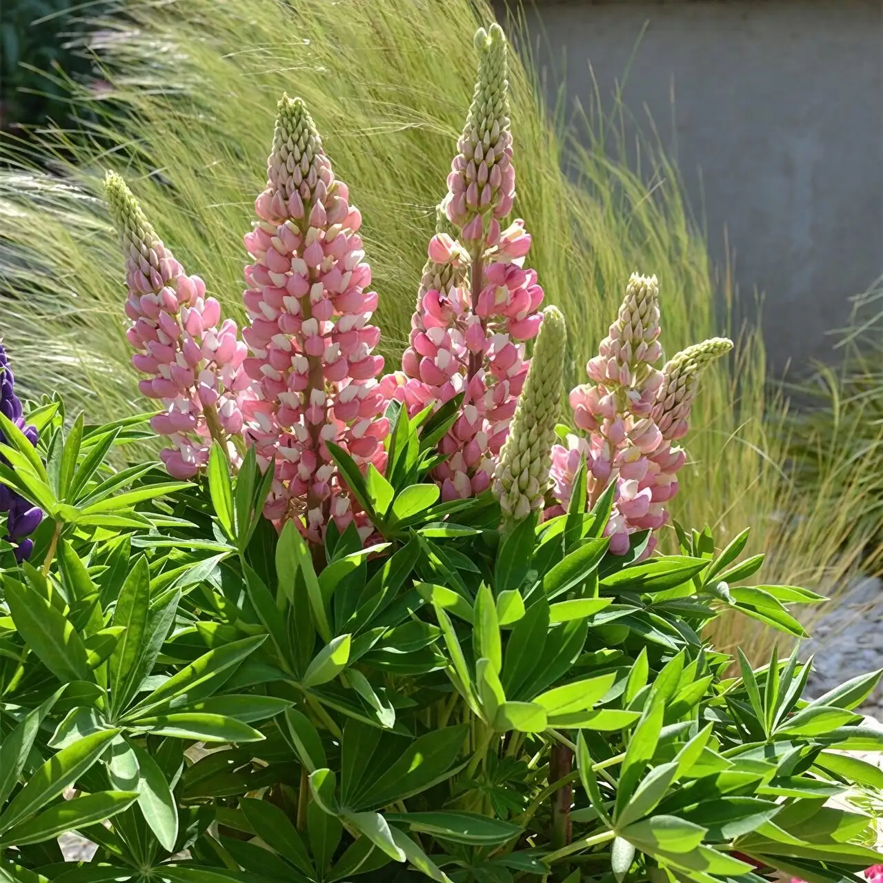 lupine deep pot taproot