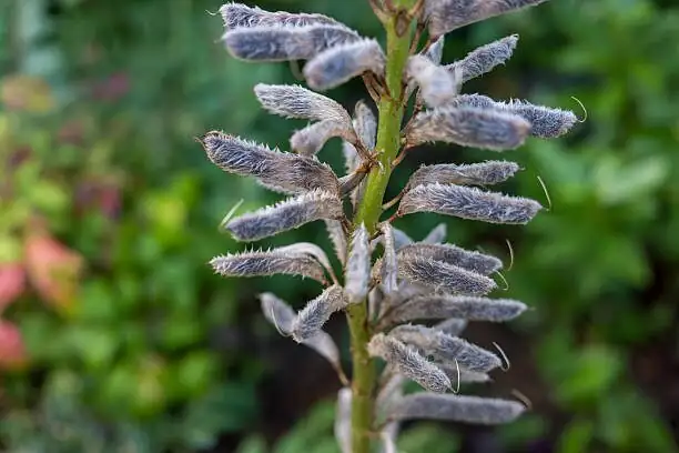 lupine seed pods close-up