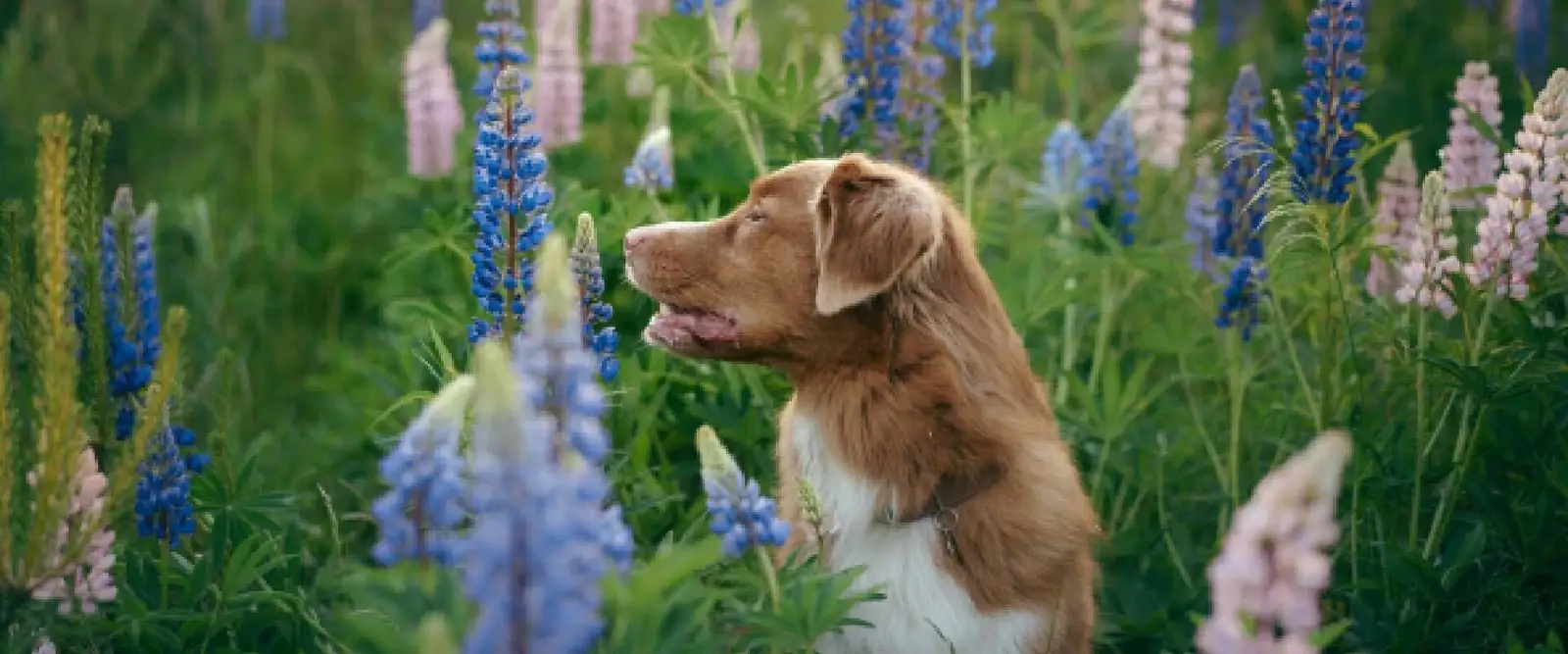 dog sniffing lupine garden