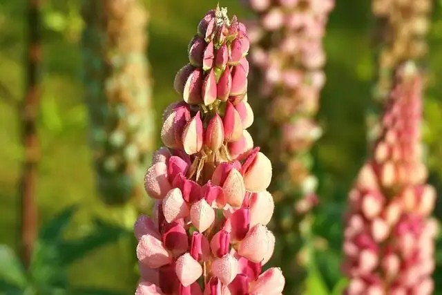 lupine border planting behind fence
