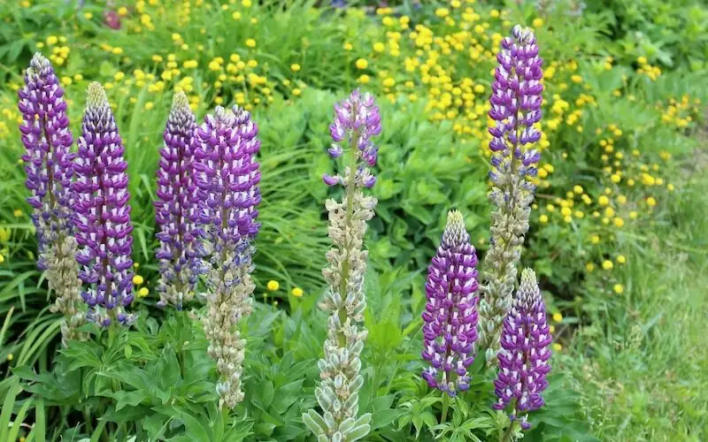 pruning lupine spent flower spikes