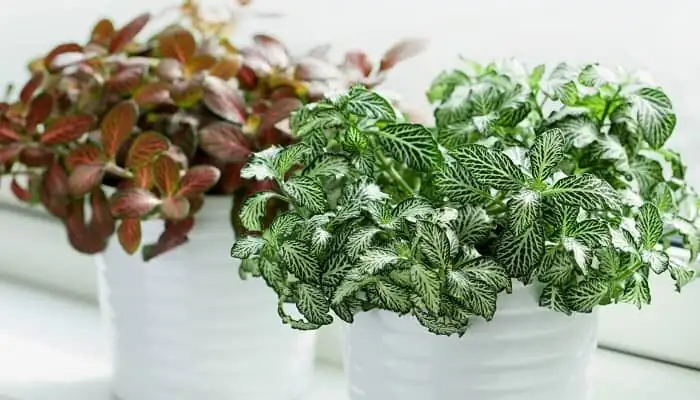 fittonia drooping leaves window curtain