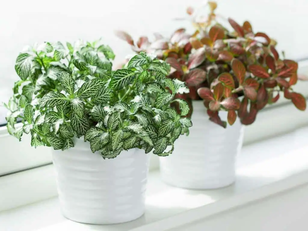 fittonia watering along pot rim