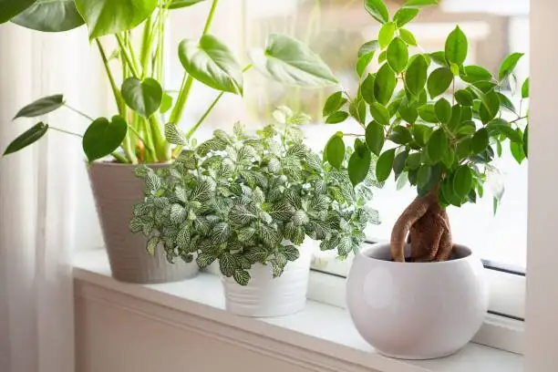 fittonia small pot on desk