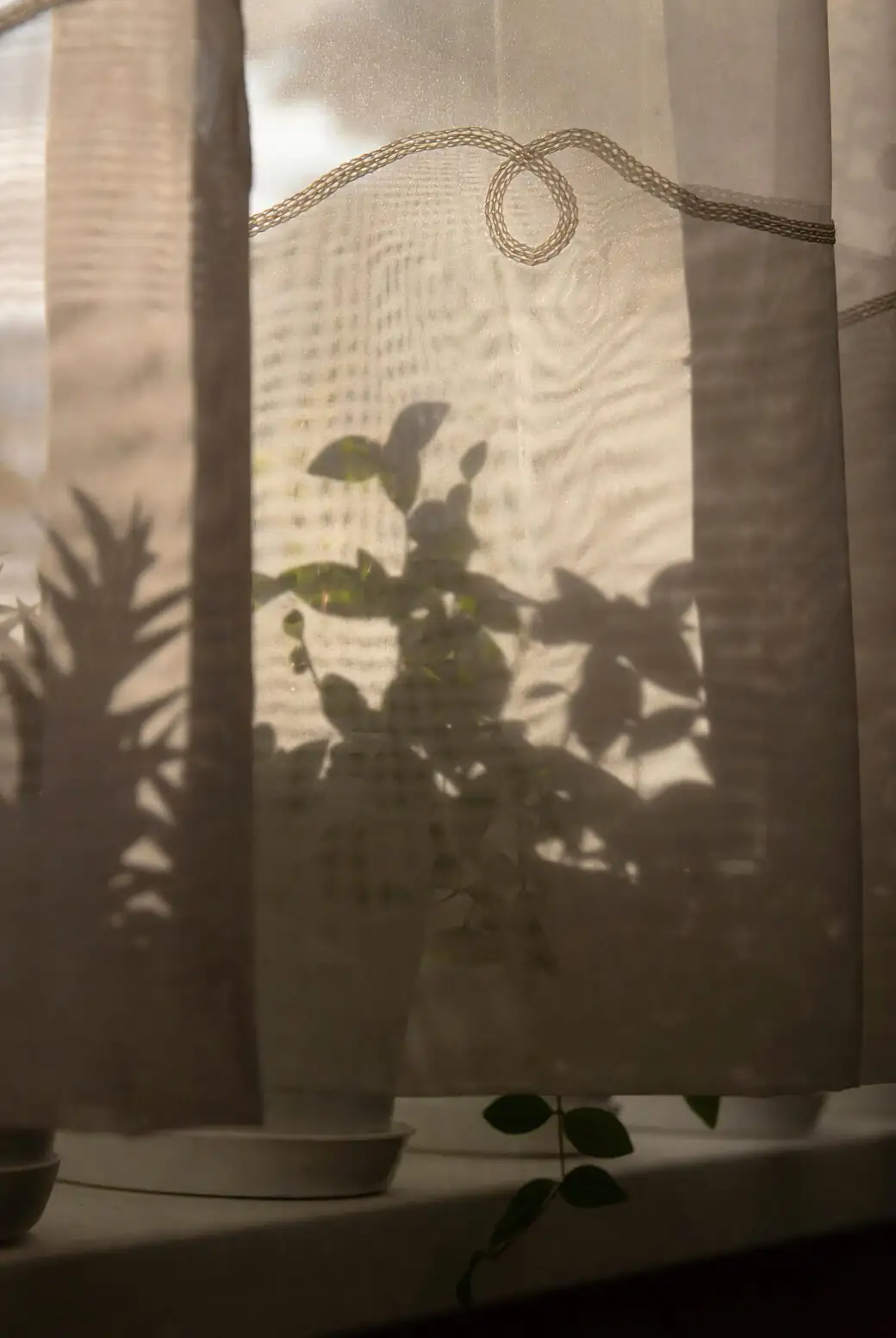 fittonia by window sheer curtain