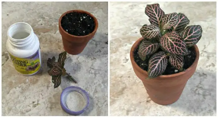 fittonia stem cutting propagation