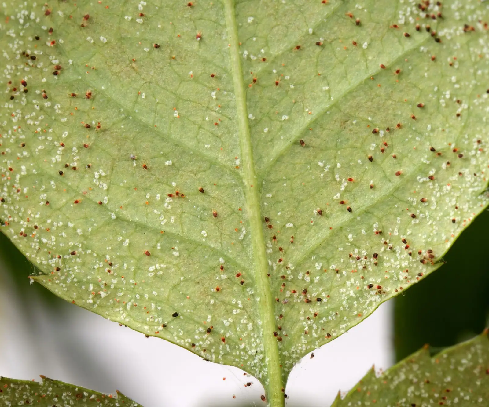 fittonia spider mites leaf underside
