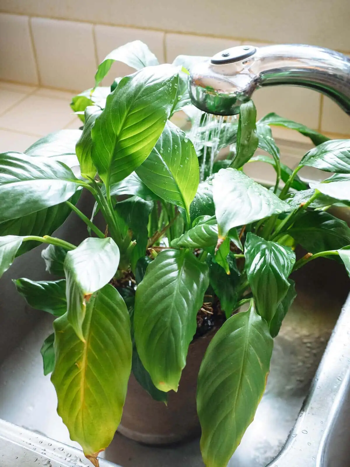 rinsing fittonia leaves faucet