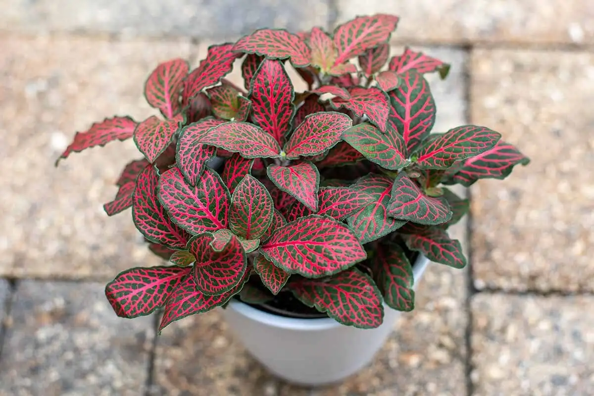 fittonia creeping stems rooting