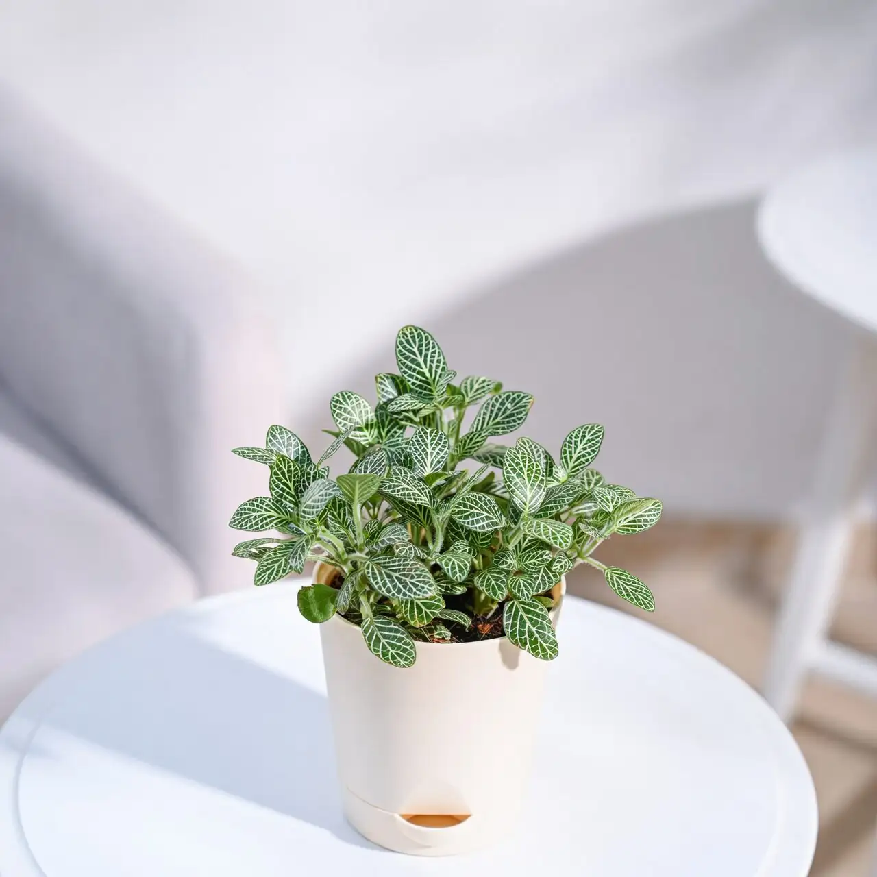 fittonia watering indoor pot