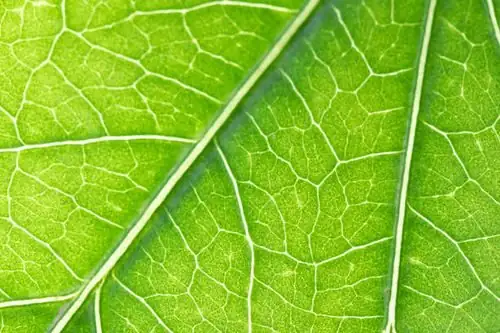 fittonia leaf veins macro