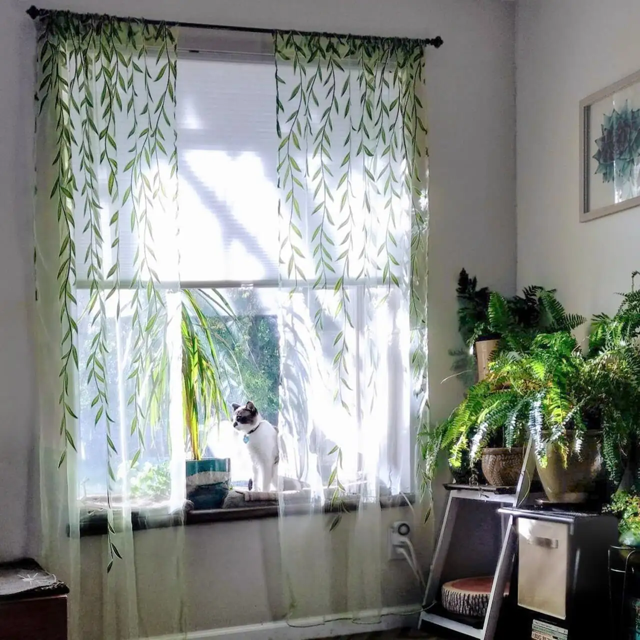 fittonia on windowsill sheer curtain