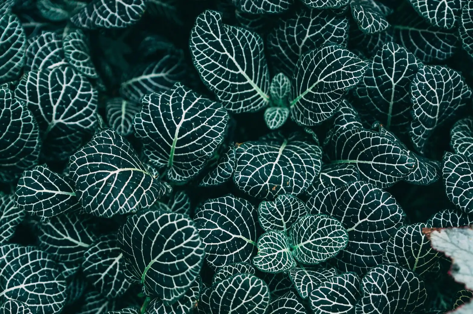 从雨林到星座：网纹草的花语为何指向“理性与清醒”？来源考证与文化解读