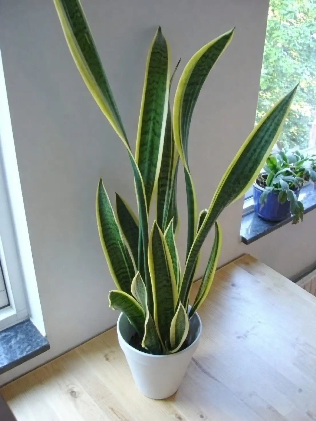 fittonia on office desk window