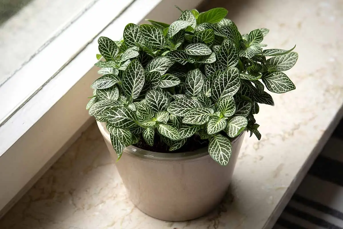 fittonia with ferns windowsill