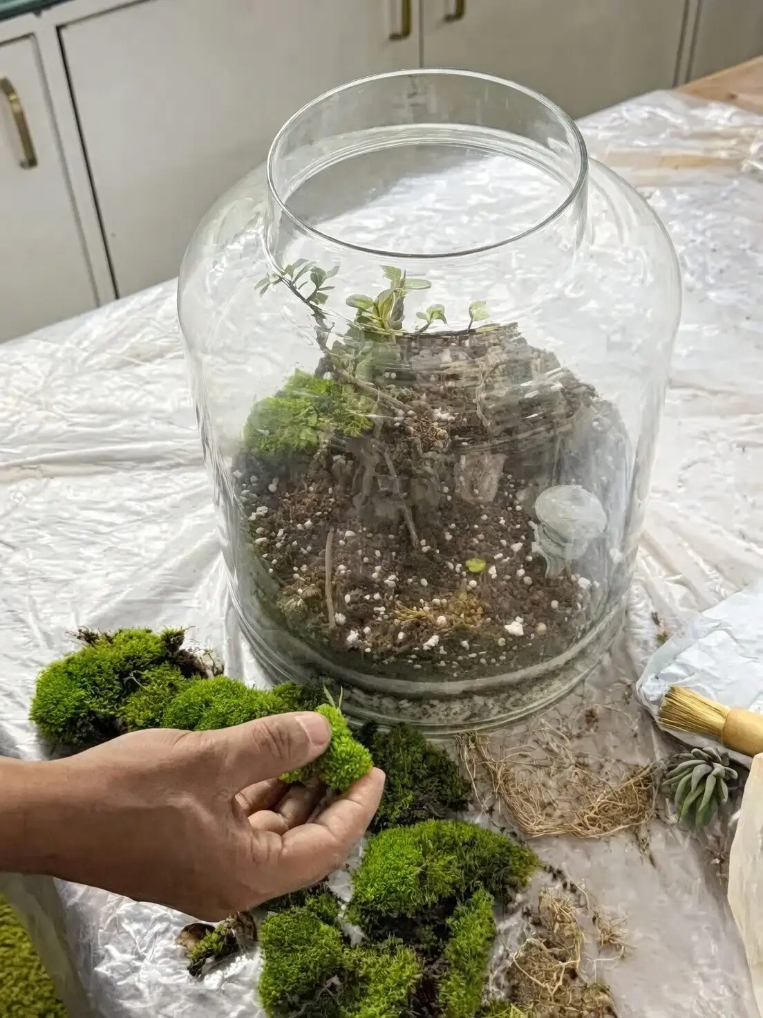 小家也能有热带雨林：网纹草×苔藓×蕨类的桌面微景观搭配术