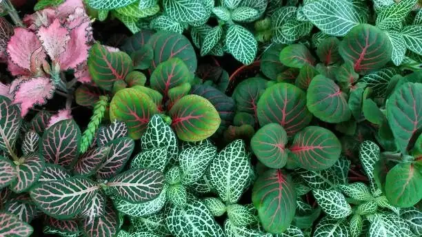fittonia pink vein terrarium driftwood fern
