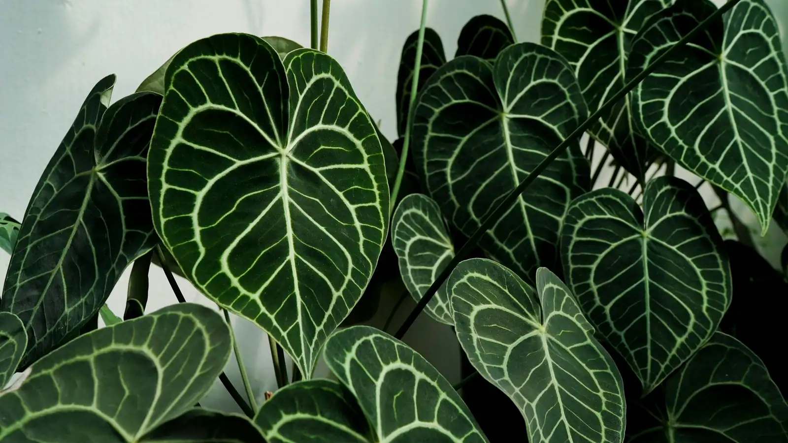 fittonia red vein closed terrarium