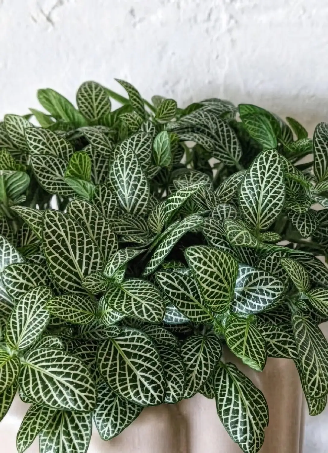 fittonia white veins indoor pot