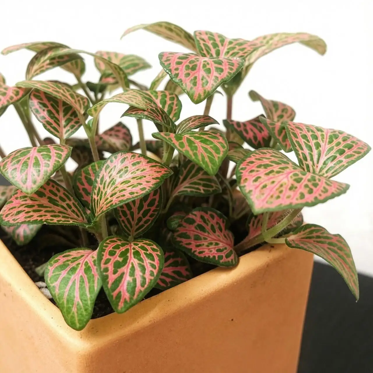 fittonia pink veins window light