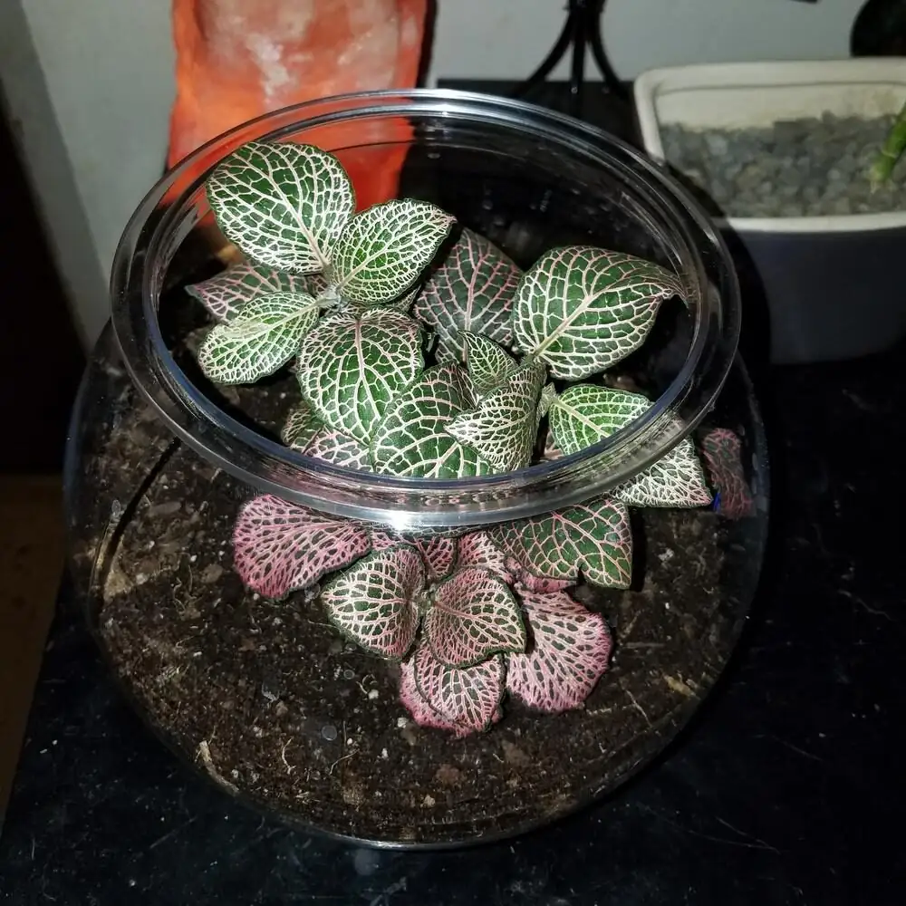 fittonia red veins glass cloche