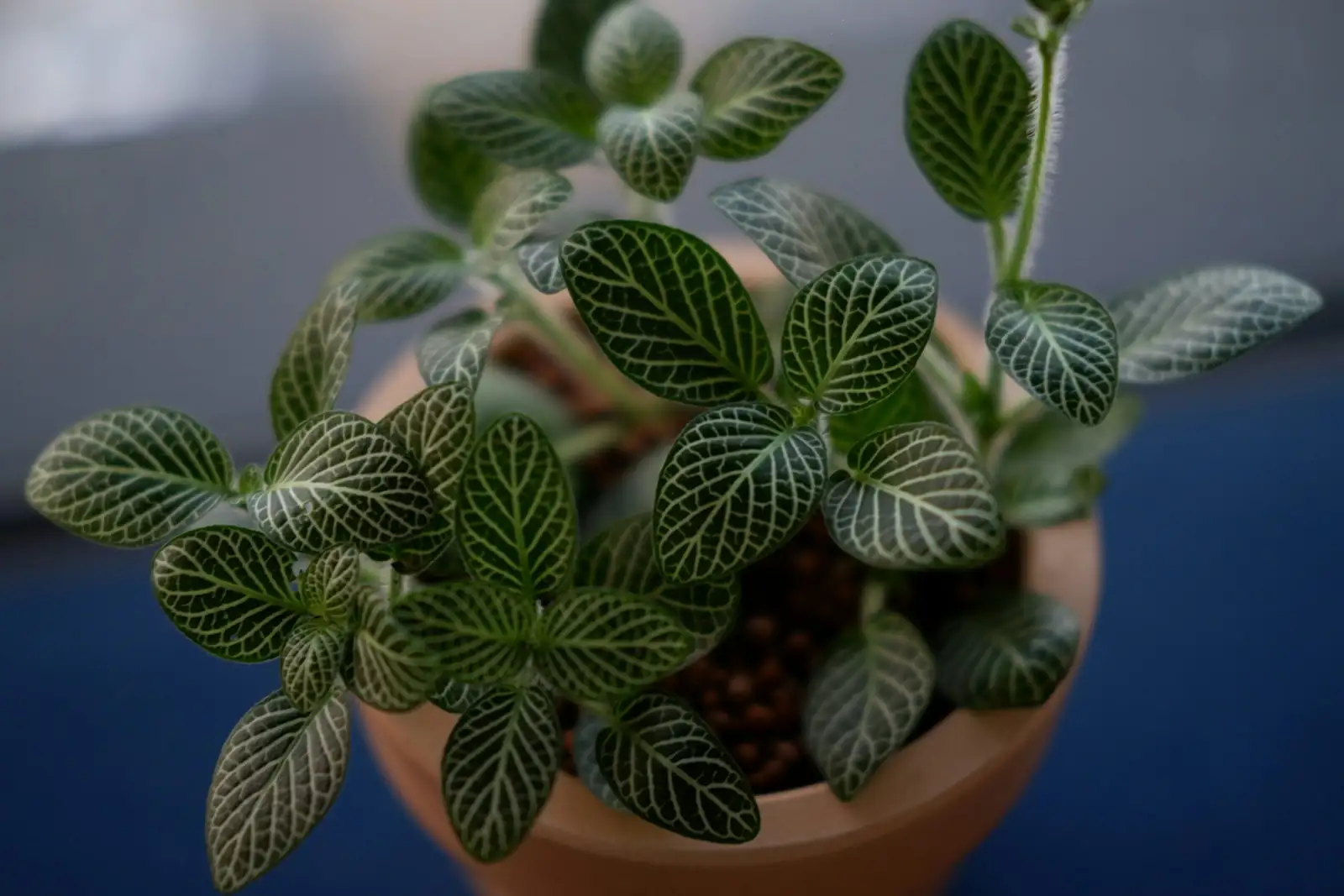 fittonia leggy sparse pot