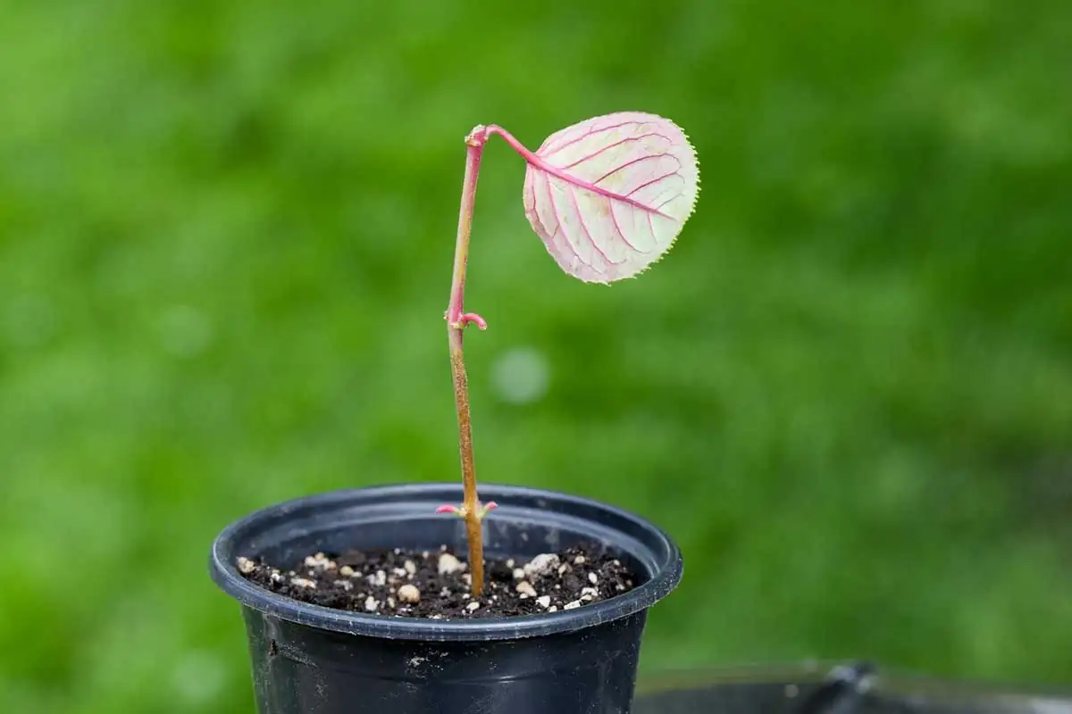 fittonia stem cutting in sand