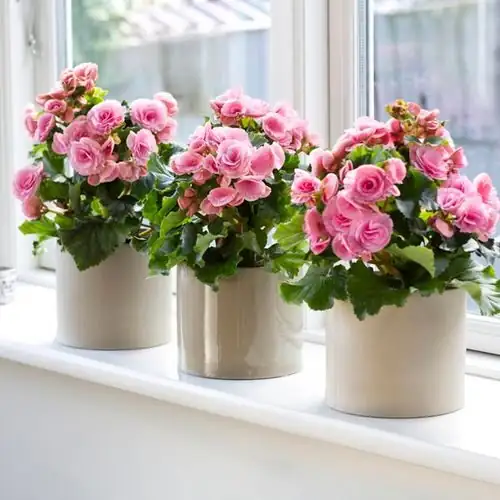 rieger begonia east windowsill sheer curtain