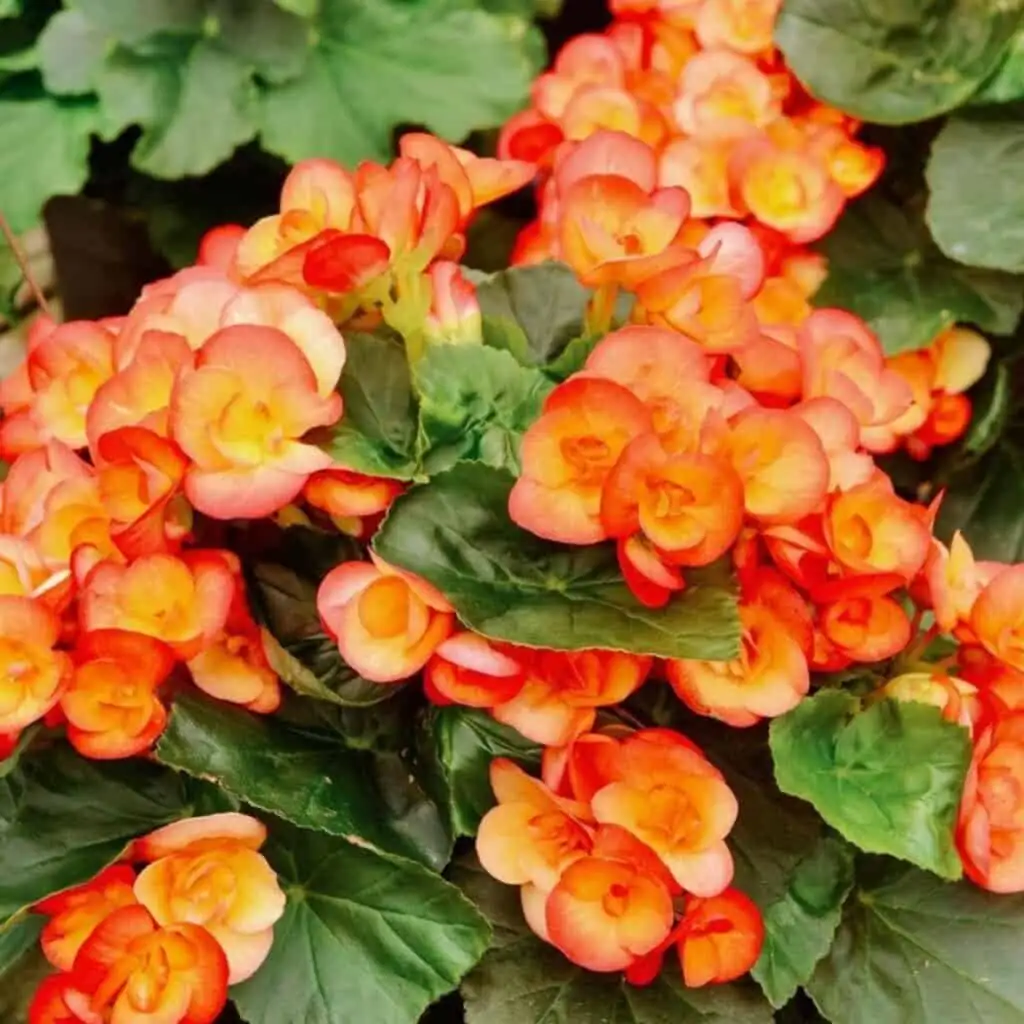 rieger begonia humidity tray fan