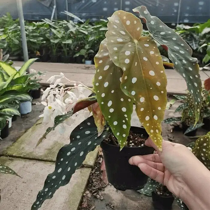 rieger begonia deadheading hand close-up