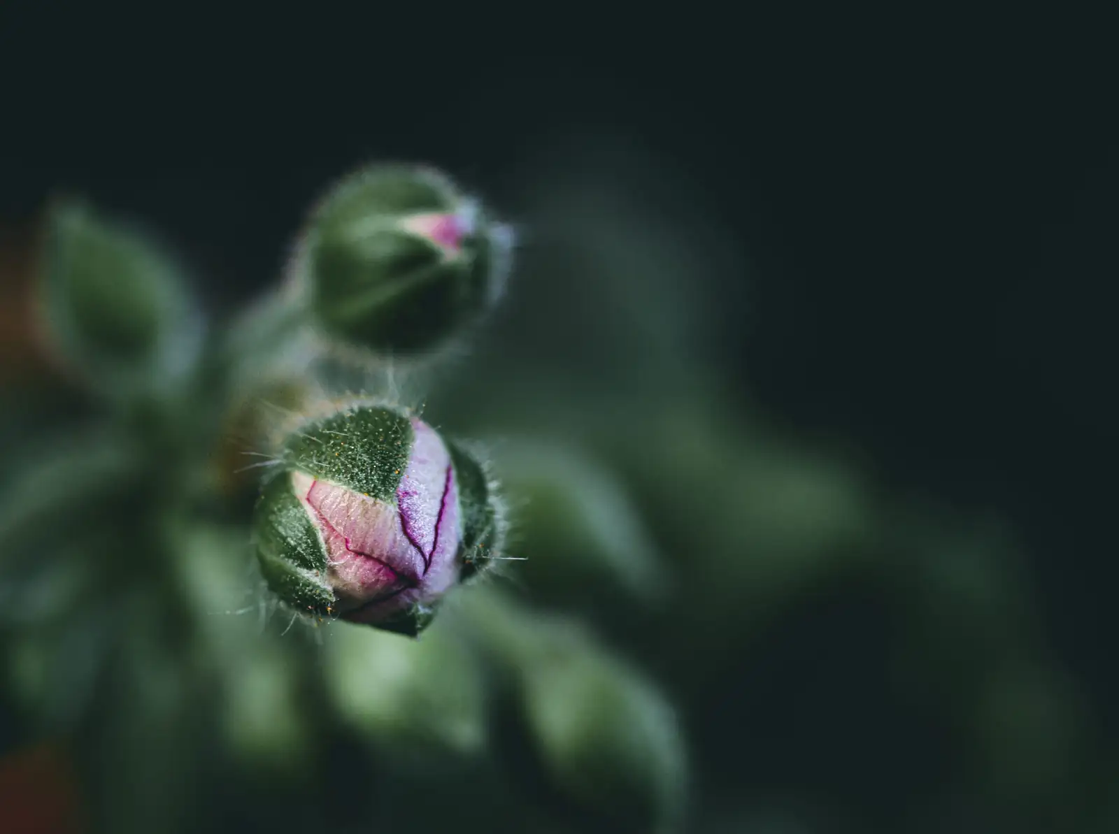 rieger begonia flower buds close-up