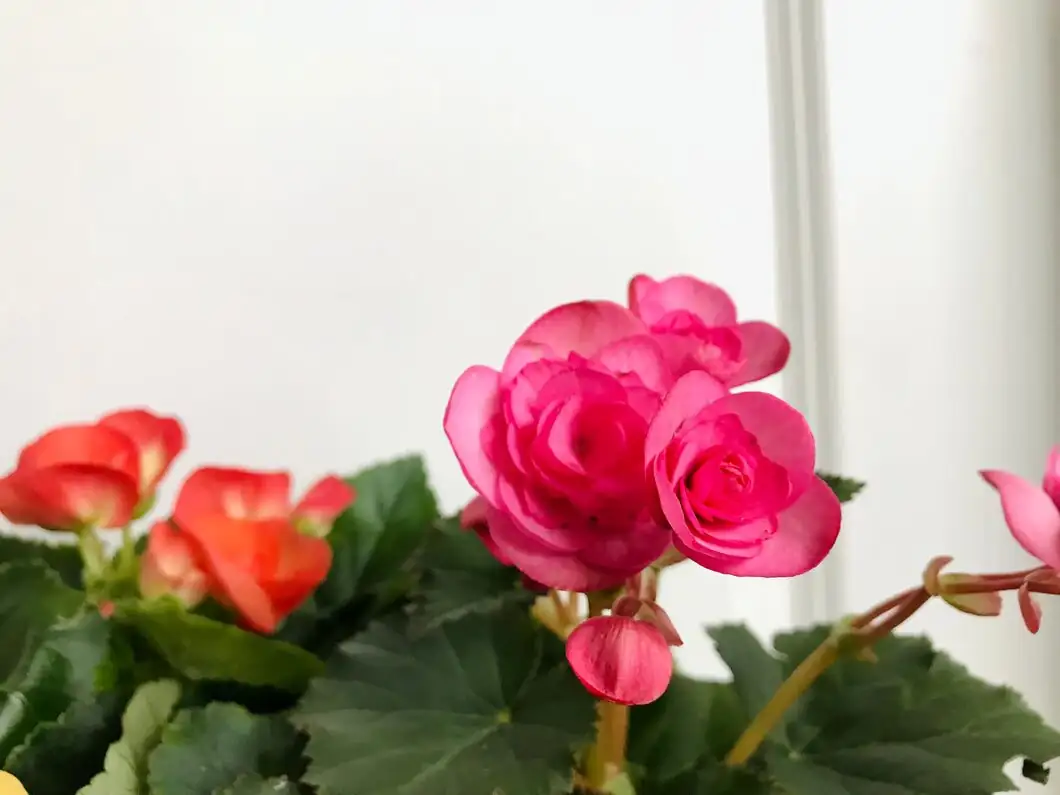 叶子发白是缺光还是白粉病？一张表看懂丽格秋海棠常见问题诊断与急救