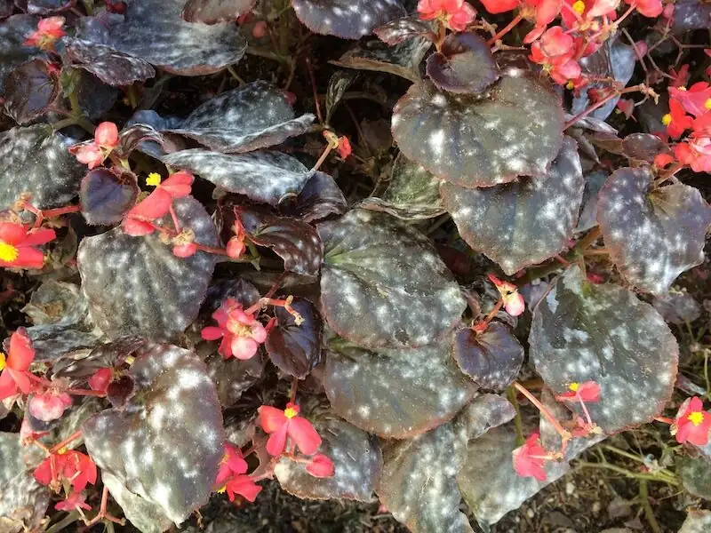 Rieger begonia powdery mildew leaves