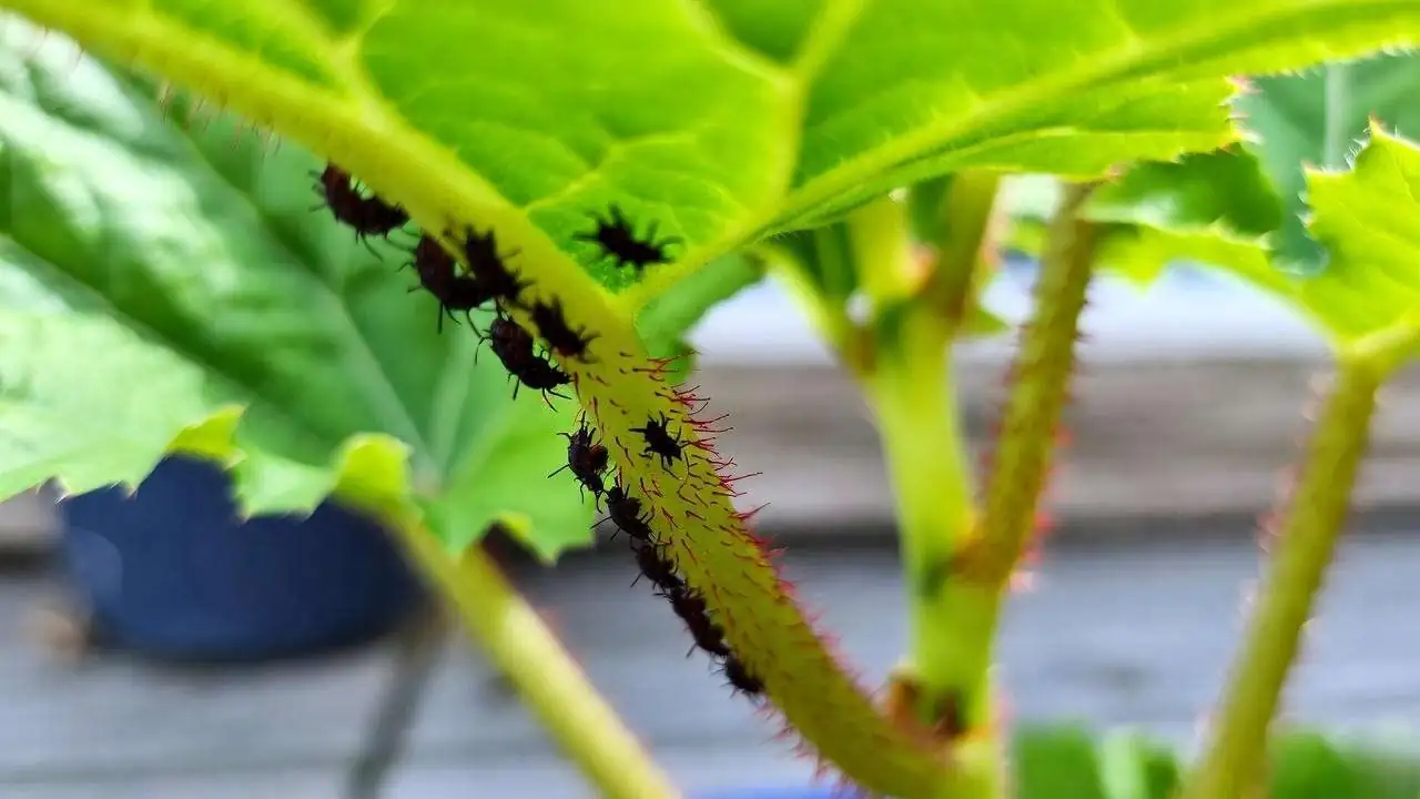 Rieger begonia aphids on buds
