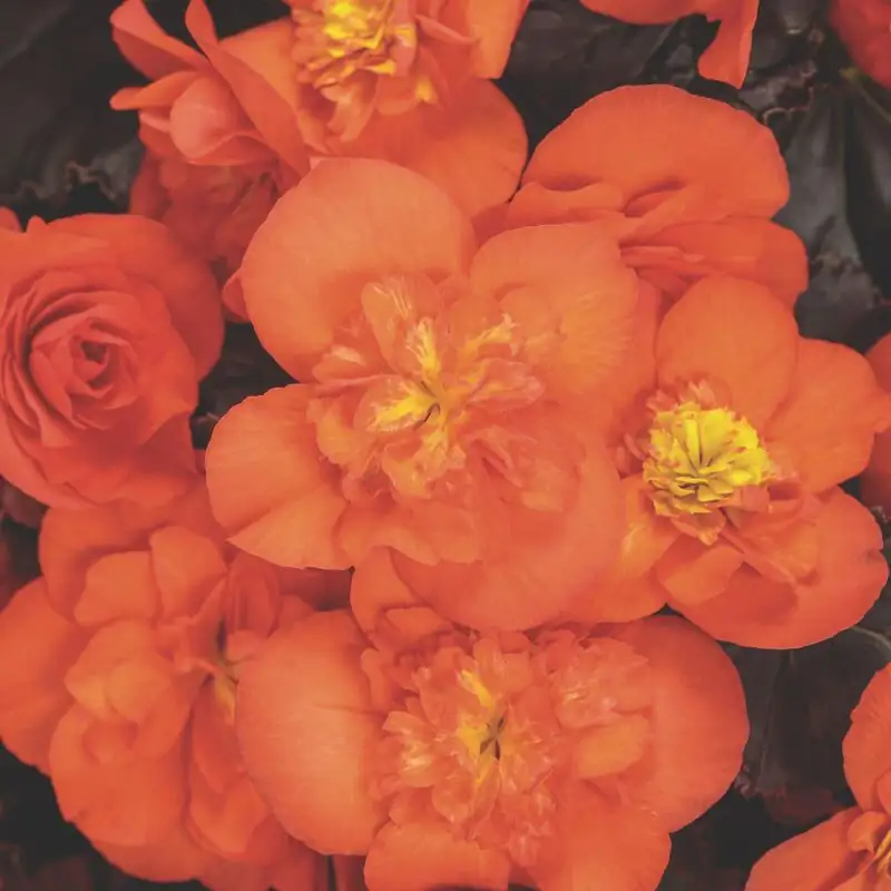 rieger begonia double flowers close-up