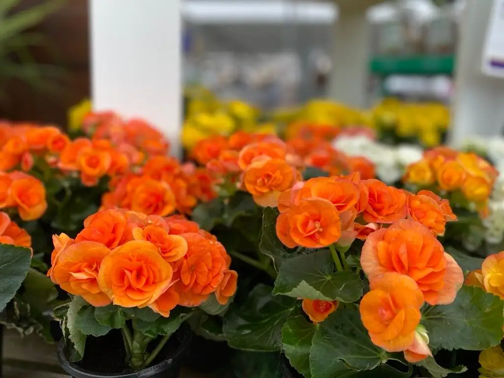 rieger begonia greenhouse benches