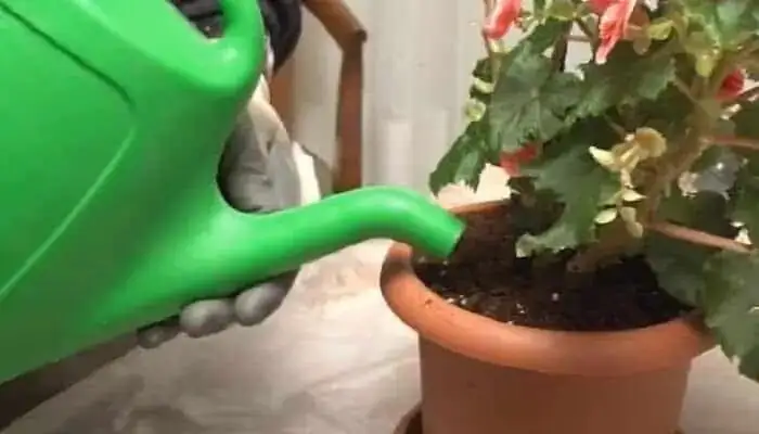 rieger begonia watering indoors