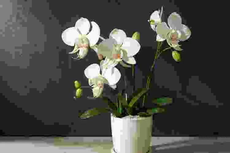 rieger begonia chinese new year decor