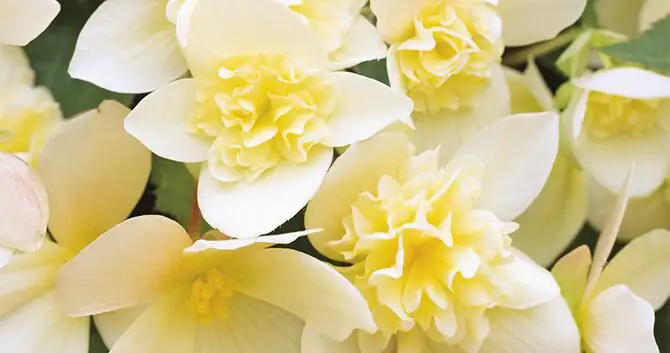 rieger begonia surface sowing tray
