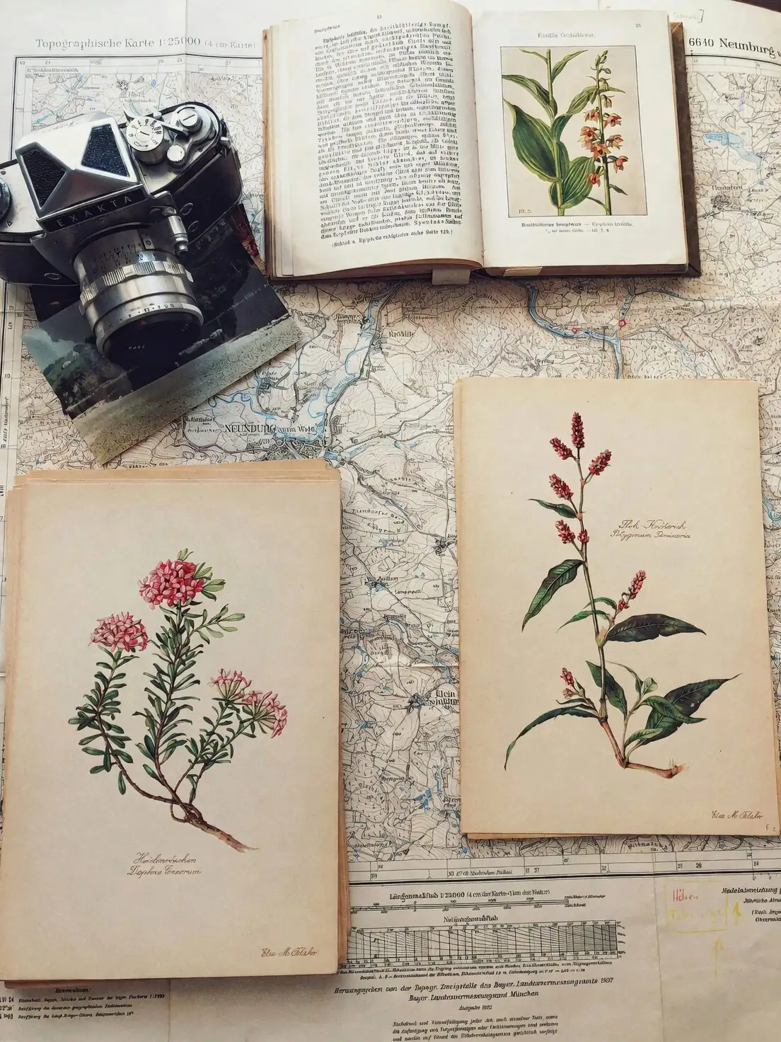 victorian begonia botanical illustration