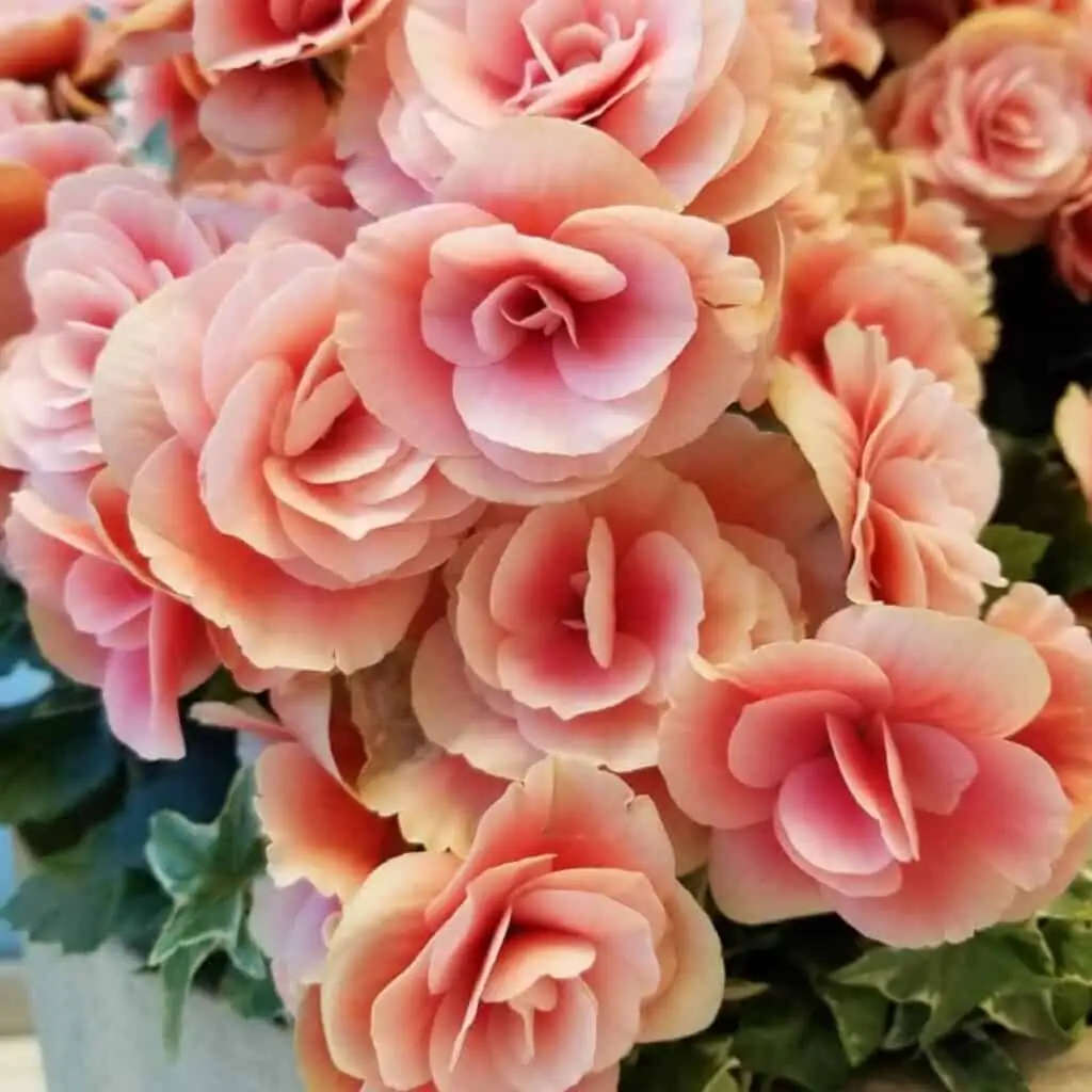 rieger begonia love note