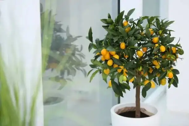 rieger begonia with kumquat display