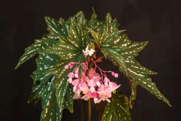 rieger begonia watering hands